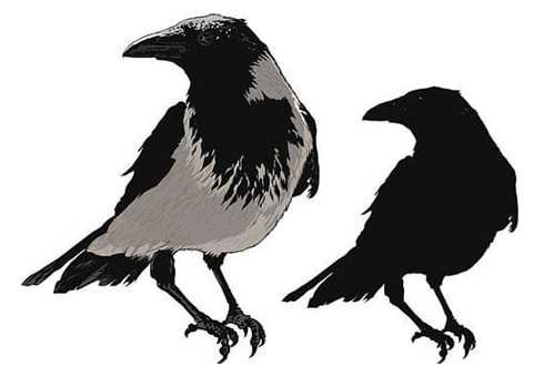 Crow and Magpie Control
